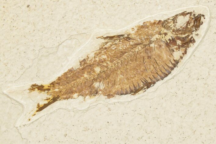 Detailed Fossil Fish (Knightia) - Wyoming #186493